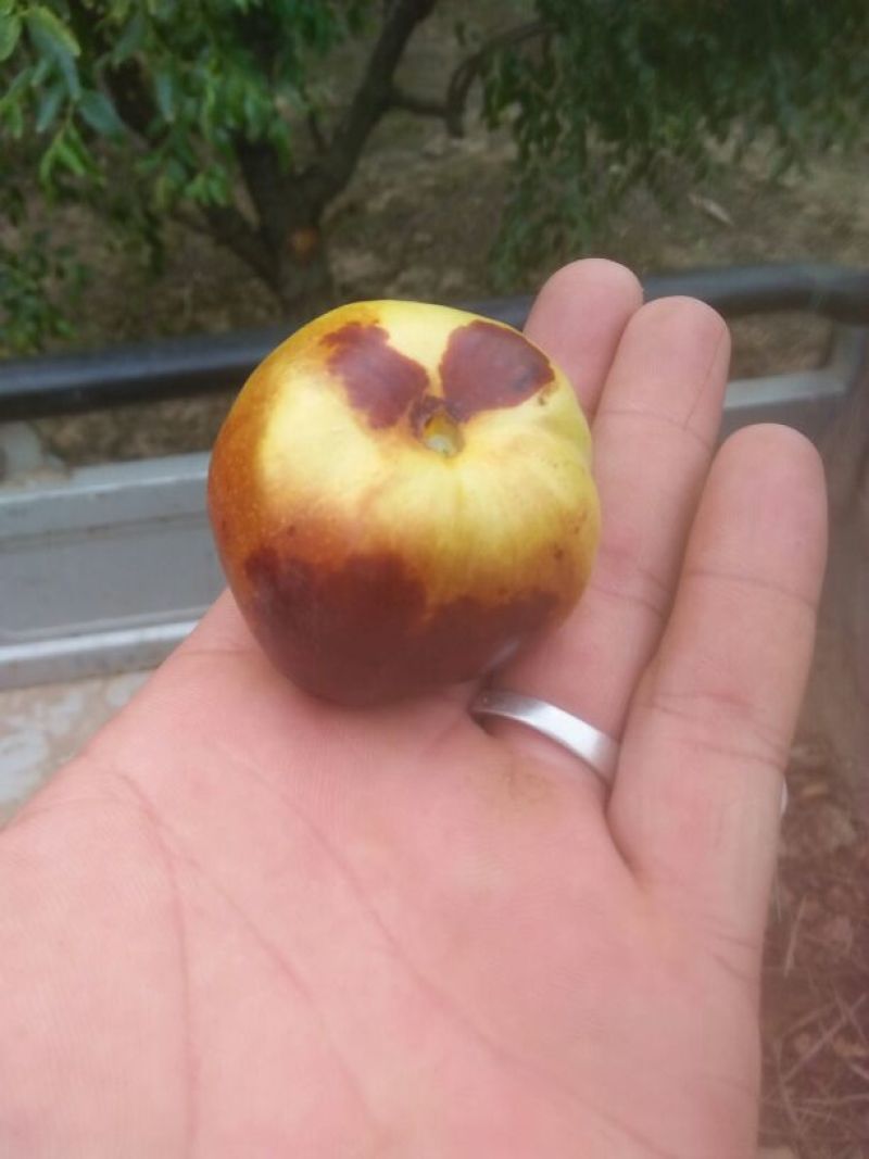 河北黄骅冬枣