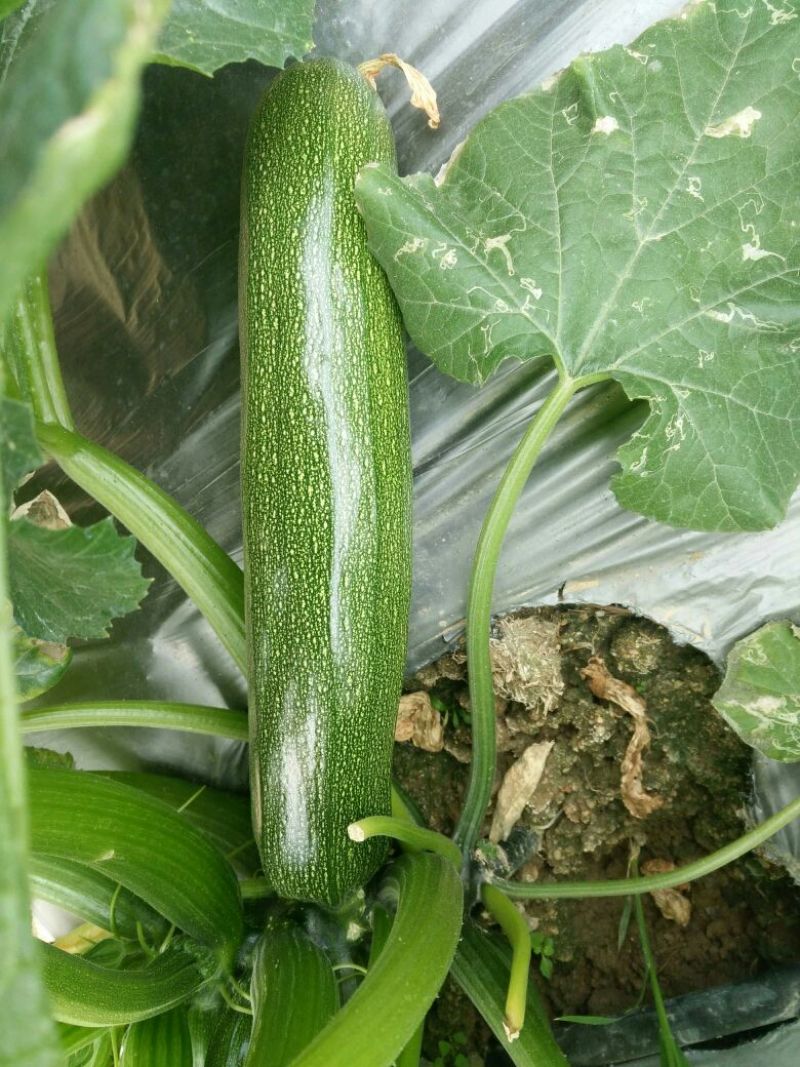 葫芦种子