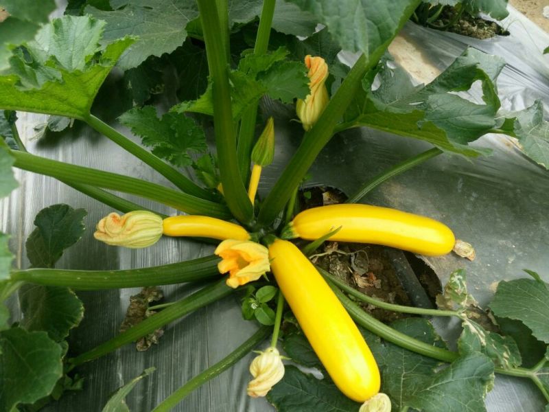 葫芦种子