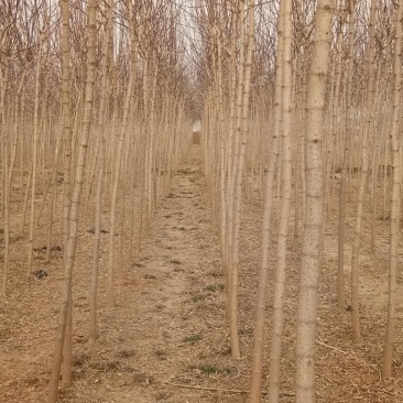 复叶槭1.5~2m