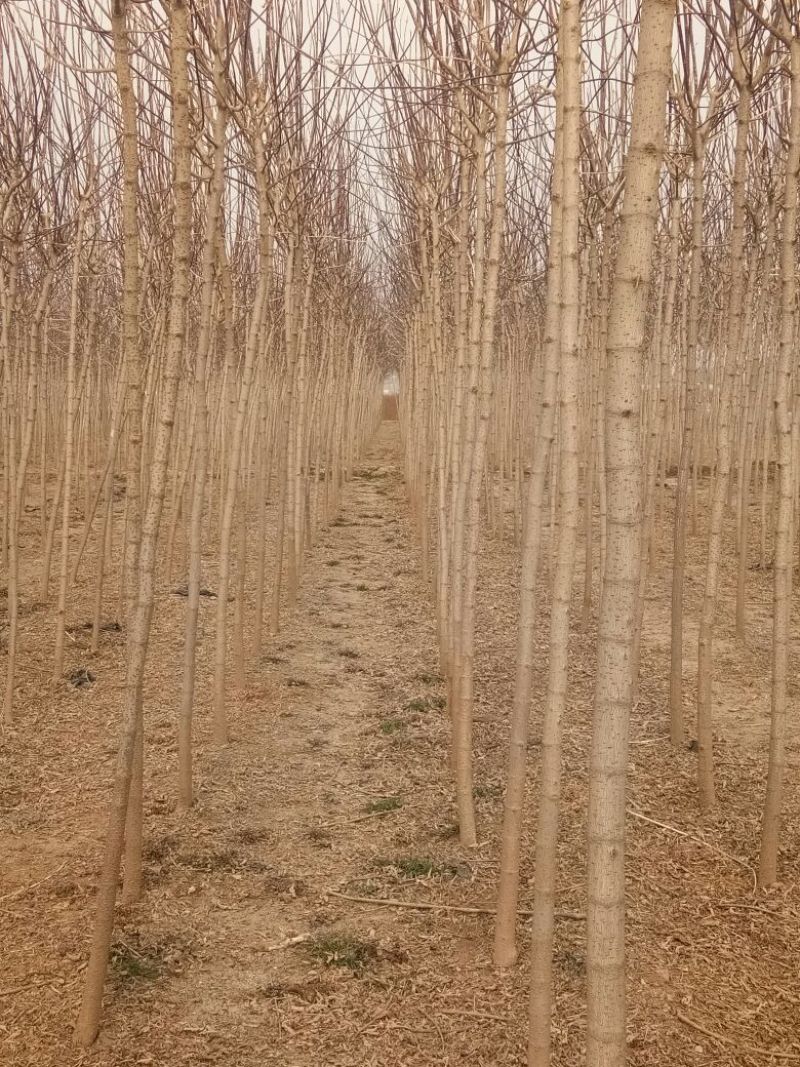 复叶槭1.5~2m