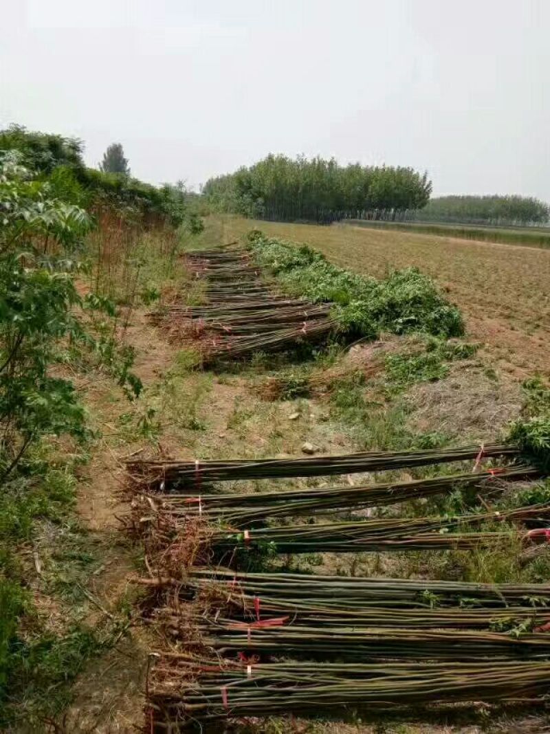复叶槭1.5~2m