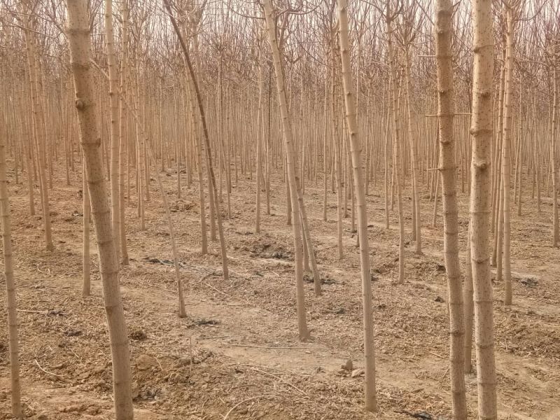 复叶槭1.5~2m