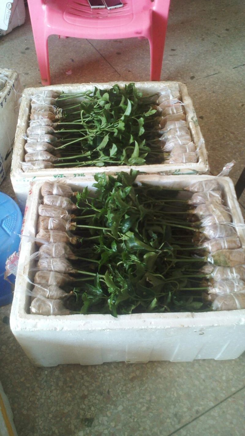 台农一号百香果苗20~30质量好价格低一手货源基地直发