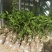 台农一号百香果苗20~30质量好价格低一手货源基地直发