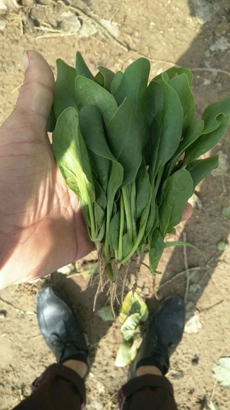 大叶菠菜25~30厘米