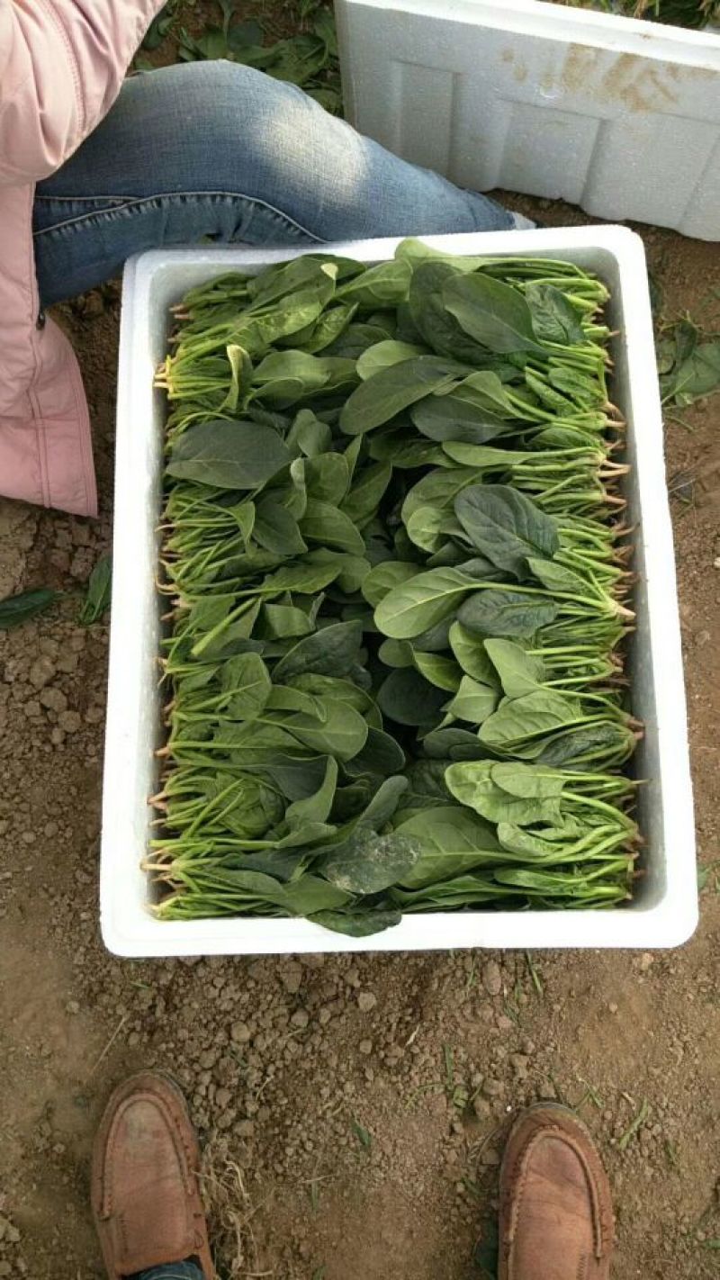 大叶菠菜25~30厘米