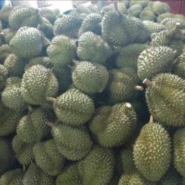 干荛榴莲