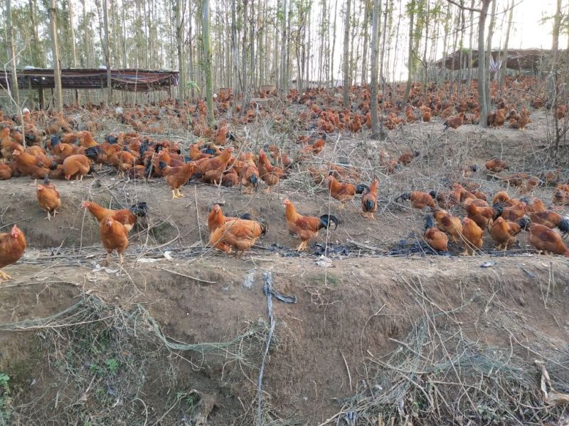 走地鸡散养土鸡5~6斤