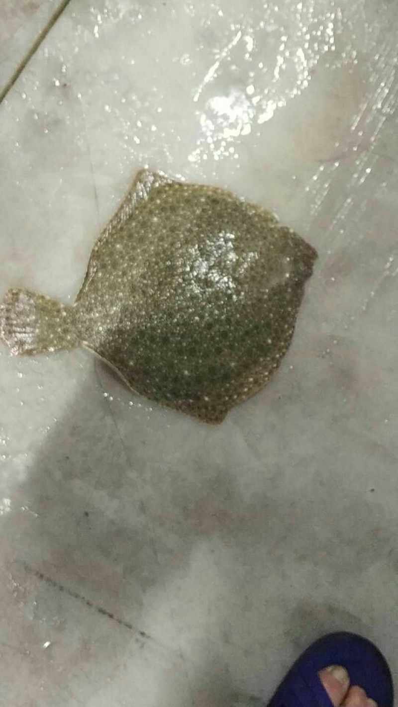 多宝鱼食用活鱼
