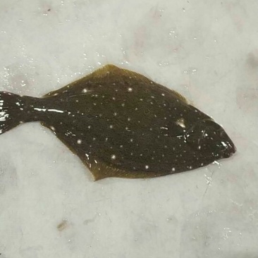 鸦片鱼食用活鱼