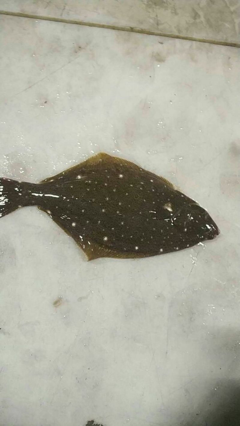 鸦片鱼食用活鱼