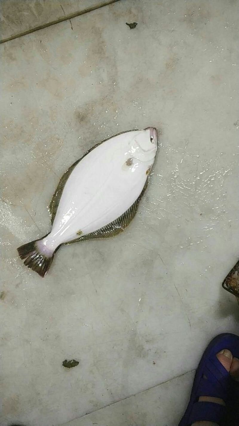 鸦片鱼食用活鱼