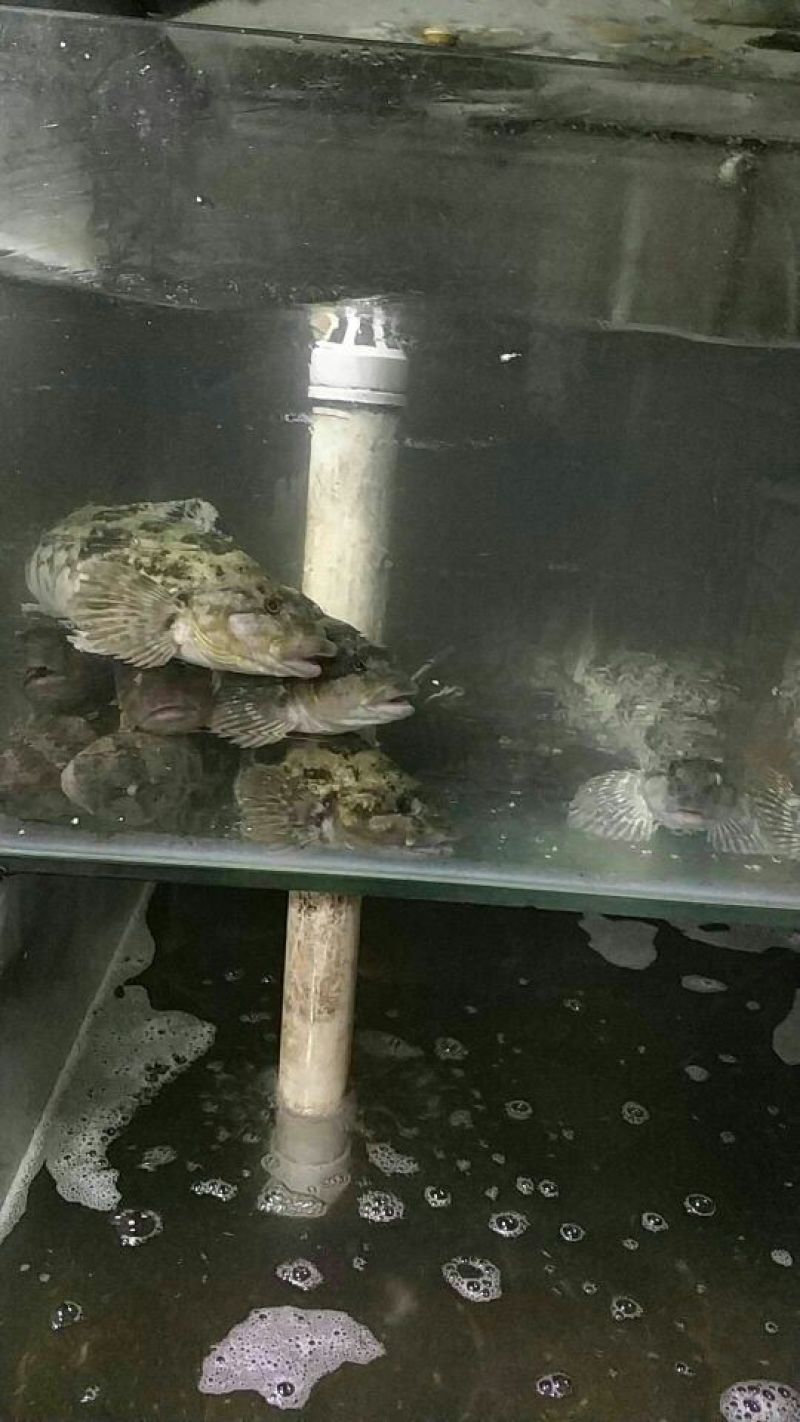 鸦片鱼食用活鱼