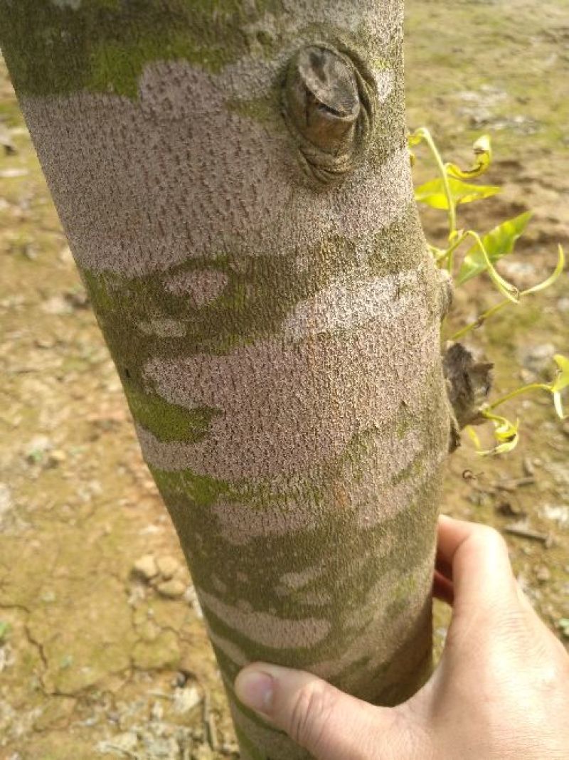 沉香木200cm以上的沉香