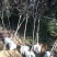 有好货=紫叶李3-6公分自家苗圃直销成活率高质量保证