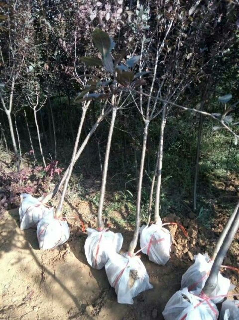 有好货=紫叶李3-6公分自家苗圃直销成活率高质量保证