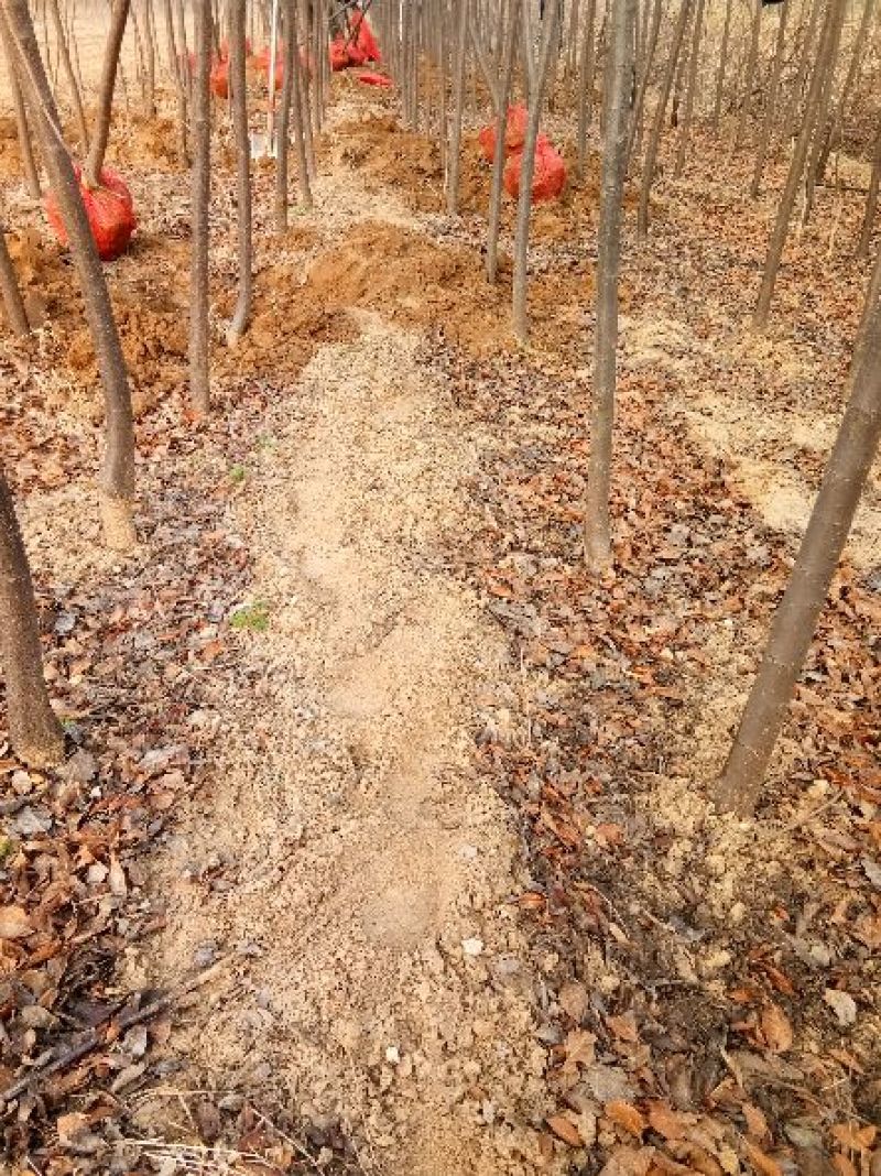 有好货=紫叶李3-6公分自家苗圃直销成活率高质量保证