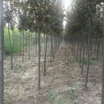 有好货=紫叶李3-6公分自家苗圃直销成活率高质量保证