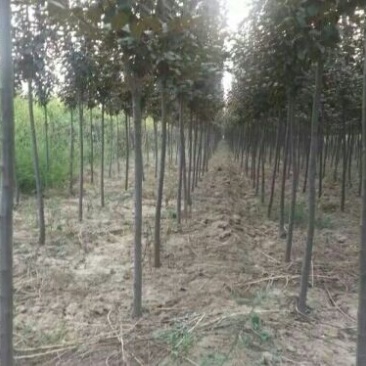 有好货=紫叶李3-6公分自家苗圃直销成活率高质量保证