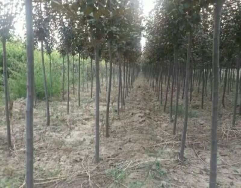 有好货=紫叶李3-6公分自家苗圃直销成活率高质量保证