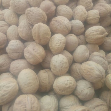 薄皮核桃25~30mm去皮干