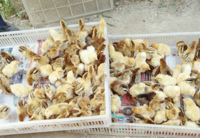 草鸡苗出壳苗35~45克通货