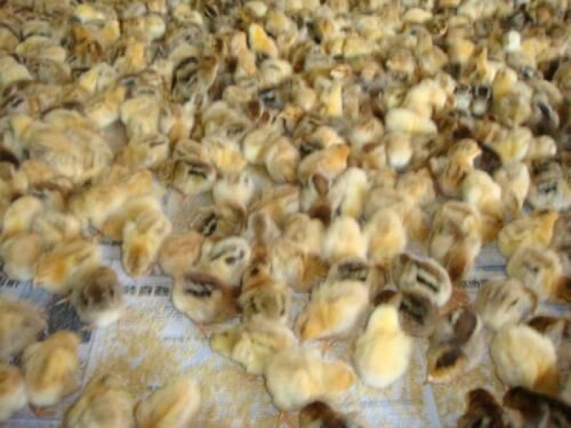 草鸡苗出壳苗35~45克通货