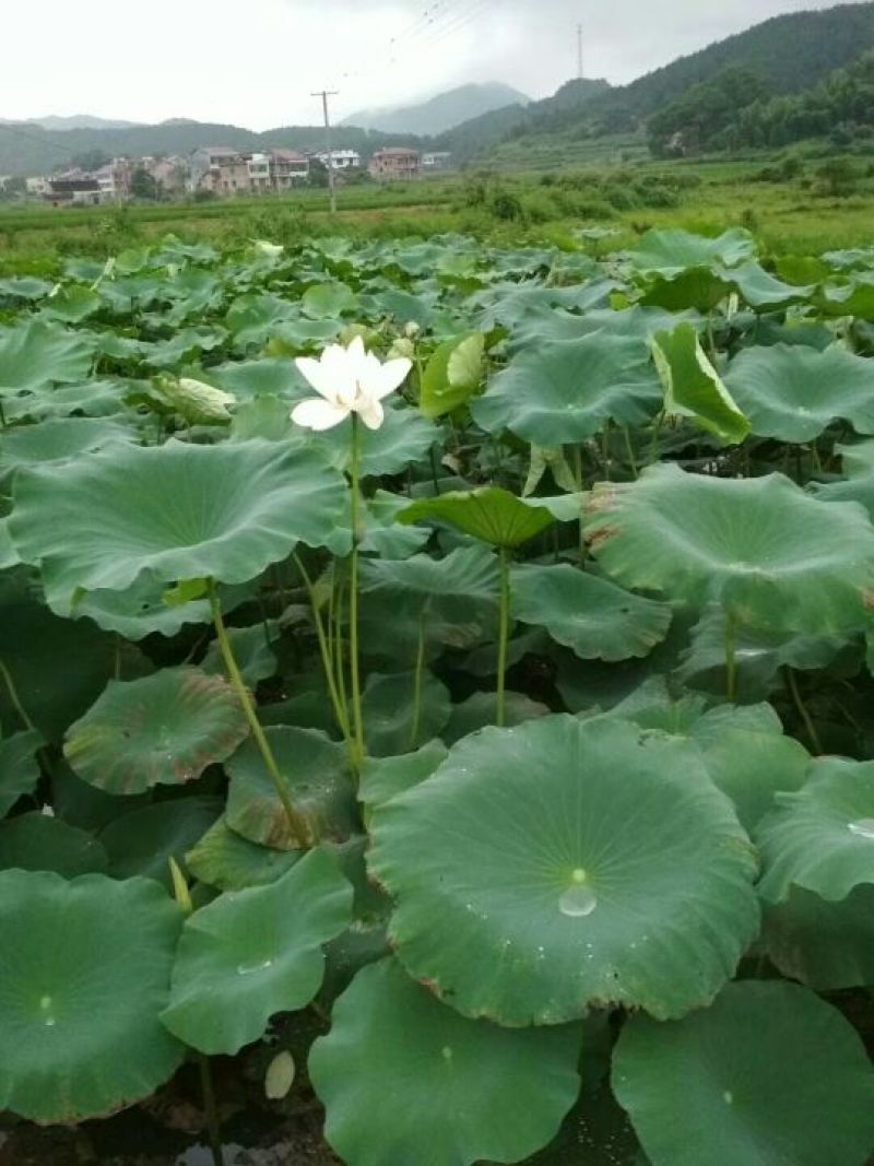 池鲤鱼食用1~2公斤