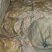 池鲤鱼食用1~2公斤