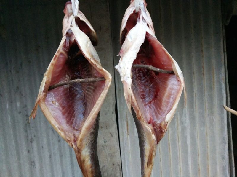 池鲤鱼食用1~2公斤