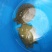 池鲤鱼食用1~2公斤