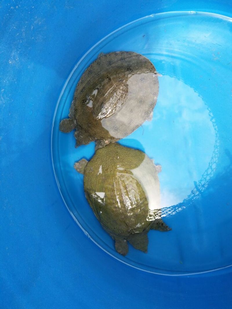池鲤鱼食用1~2公斤