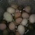 池鲤鱼食用1~2公斤