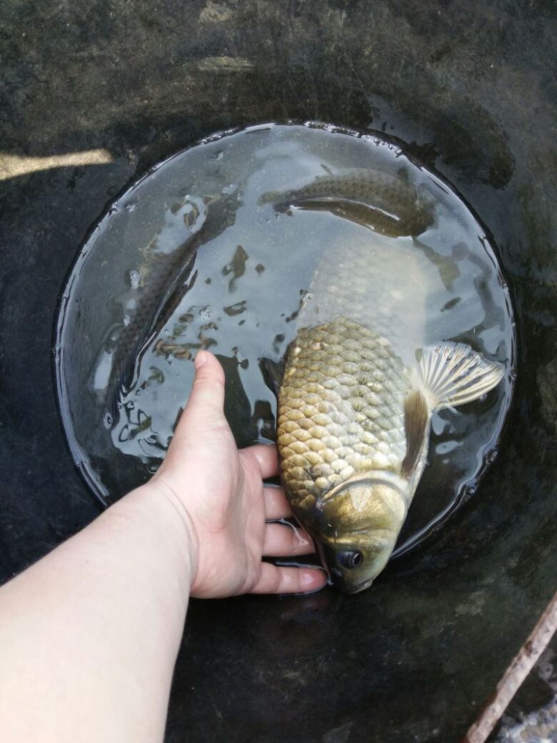 池鲤鱼食用1~2公斤
