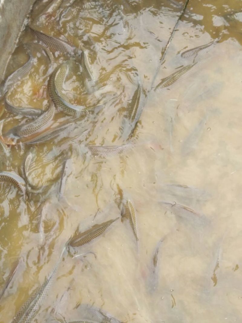 池鲤鱼食用1~2公斤