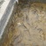 池鲤鱼食用1~2公斤
