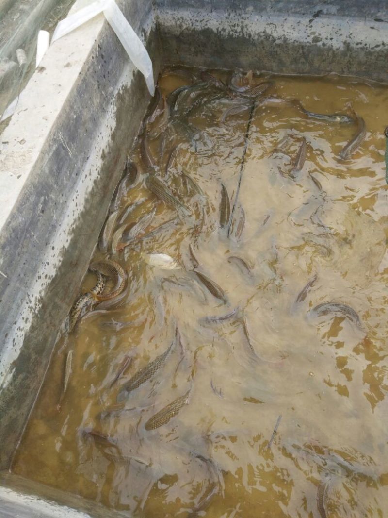 池鲤鱼食用1~2公斤