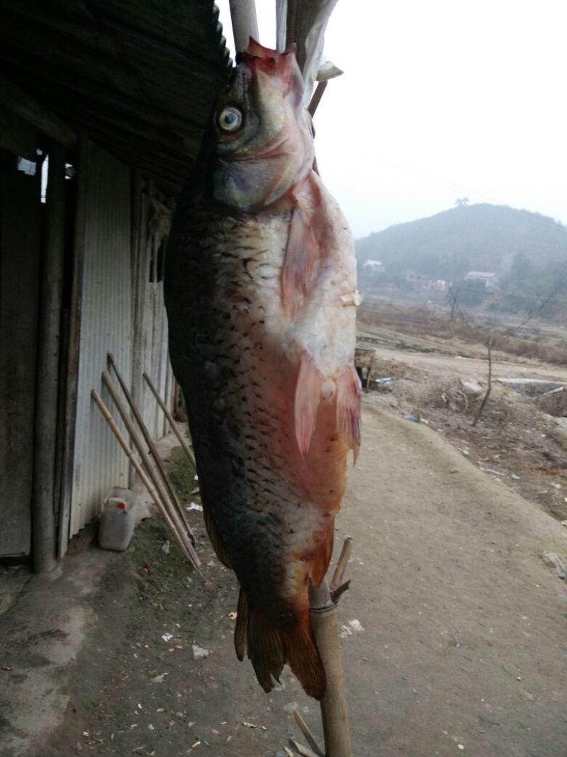 池鲤鱼食用1~2公斤
