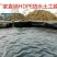 黑色防渗膜塑料薄膜养殖膜鱼塘专用膜鱼池防水膜