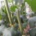 丝瓜苗中绿丝瓜苗，油亮型丝瓜苗，现货供应中