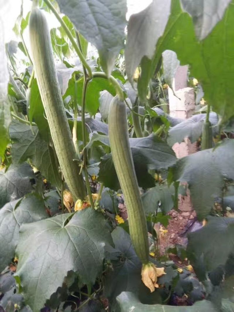 丝瓜苗中绿丝瓜苗，油亮型丝瓜苗，现货供应中