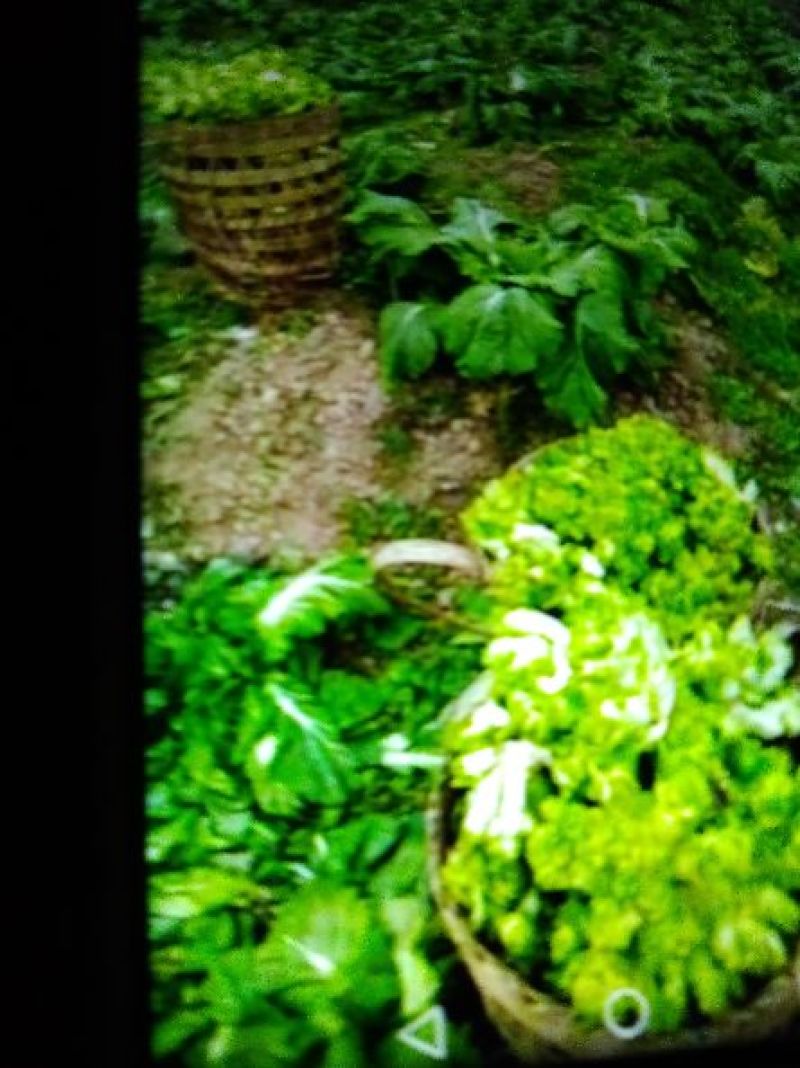 儿菜5两以上