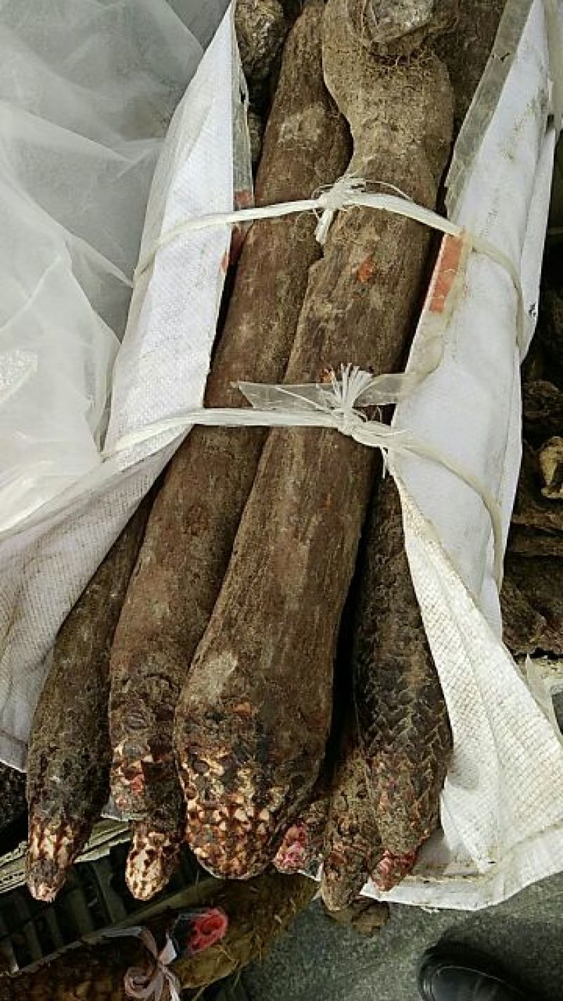 鲜锁阳选货5斤包邮送黑枸杞一罐
