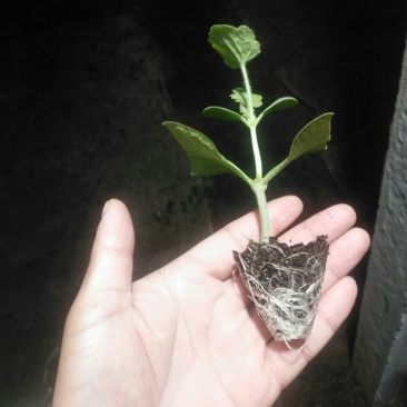 8424西瓜苗35天抗重茬抗病性强