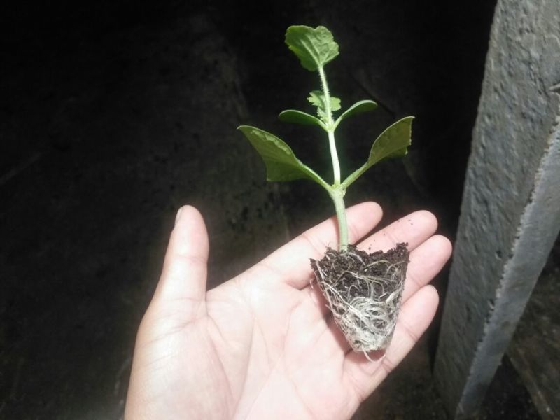 8424西瓜苗35天抗重茬抗病性强