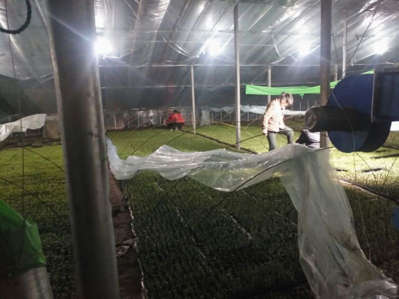 微盟美都，西瓜嫁接苗35天苗抗病性高产量高