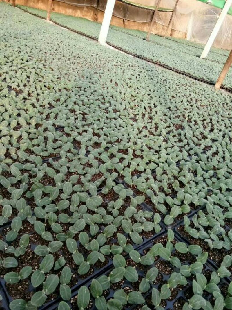 8424西瓜苗35天抗重茬抗病性强