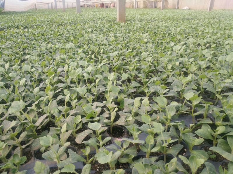 8424西瓜苗35天抗重茬抗病性强