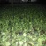 8424西瓜苗35天抗重茬抗病性强